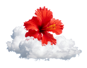 The Scarlet Bloom Dancing Amongst the Clouds on a Clear PNG or White Background 