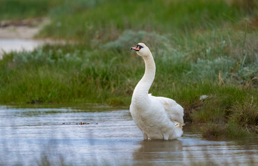 Danish black swan by a lake 2025