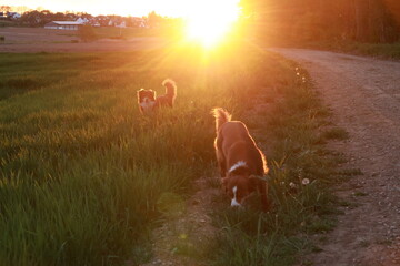 Two dogs are walking in a field with the sun shining on them