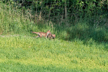 Red Fox Kits 2025 Denmark