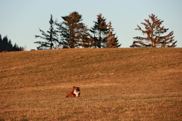 Dog is laying in a field of grass