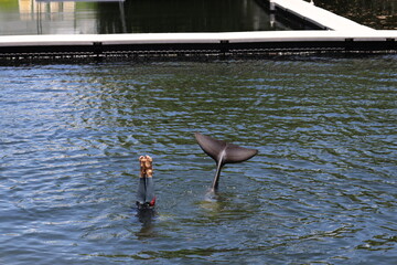 Human legs, feet and a dolphin fish tail sticking out of the water