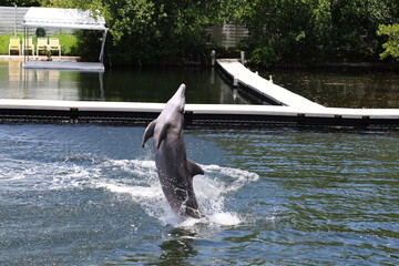Gray dolphin jumping out of water