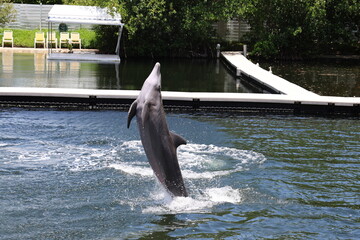 Gray dolphin jumping out of water