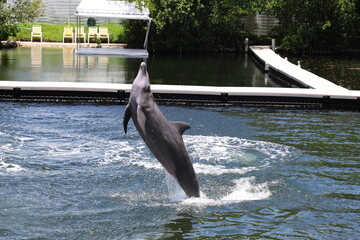 Gray dolphin jumping out of water