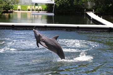 Gray dolphin jumping out of water