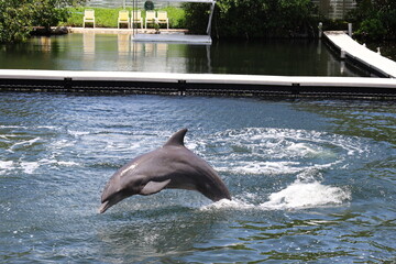 Gray dolphin jumping out of water