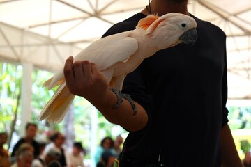 Large yellow and white parrot sit on arm
