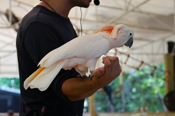 Large yellow and white parrot sit on arm