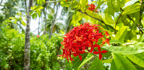 Gorgeous red Ixora coccinea rongon flowers blooming in tropical floral garden. Sunny lush foliage vibrant summer tones exotic petals dreamy botanical background colorful natural scenery texture