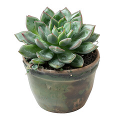 Succulent in terracotta pot, rosette shape, vibrant green, reddish edges