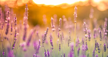 Majestic blooming lavender flowers closeup with vivid colorful tones in peaceful summer landscape,...