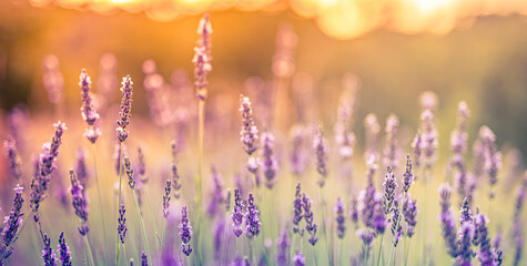 Majestic blooming lavender flowers closeup with vivid colorful tones in peaceful summer landscape, calm natural romantic background with vibrant purple field and inspiring gorgeous floral scenic