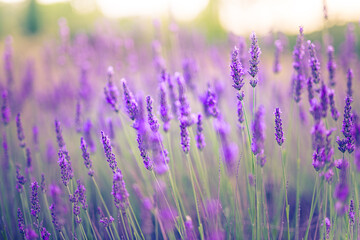 Fototapeta premium Majestic blooming lavender flowers closeup with vivid colorful tones in peaceful summer landscape, calm natural romantic background with vibrant purple field and inspiring gorgeous floral scenic