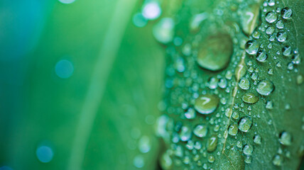 Amazing macro water drops green leaf sunlight soft blur blue green tones peaceful botanical texture...