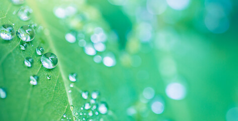 Obraz premium Amazing macro water drops green leaf sunlight soft blur blue green tones peaceful botanical texture calm background stunning inspirational nature closeup freshness natural foliage detail. Relax zen