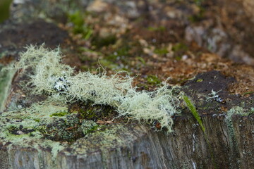 Usnea hirta, also known as grubby beard lichen, is a shrubby lichen species growing on tree bark. Madeira, Portugal.