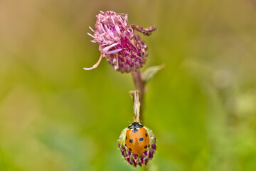 Ladybird