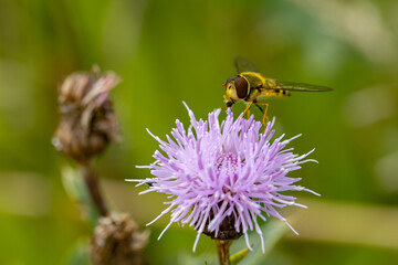 A fly
