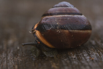 A snail
