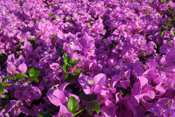Bougainvillea spectabilis purple flowers