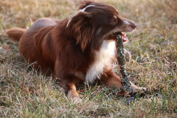 A brown and white dog is laying on the grass with a stick in its mouth