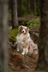 A beautiful, fluffy red merle Australian Shepherd sits attentively on a small dirt hill in the...