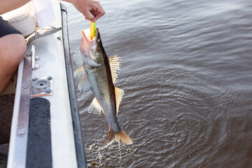 a pike perch, zander caught on a spinning rod is pulled out of the water, the caught fish is in the...