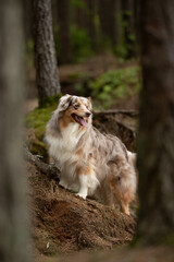 A beautiful, red merle Australian Shepherd dog stands proudly on a small hillside, partially in shadow, surrounded by trees in a lush forest during the springtime