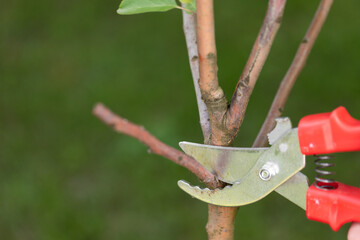 sanitary pruning of garden trees, apple tree pruning, a gardener cuts off a dry branch with pruning...