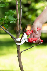 sanitary pruning of garden trees, apple tree pruning, a gardener cuts off a dry branch with pruning...