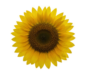 Fototapeta premium Close up of a bright yellow sunflower with a detailed brown center isolated on transparent background