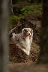 An adult Australian Shepherd with red merle fur stands proudly on a small dirt mound in a wooded area, gazing to the side with a serene expression, surrounded by trees