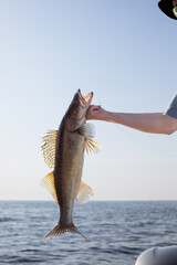 a pike perch, zander caught on a spinning rod is pulled out of the water, the caught fish is in the...