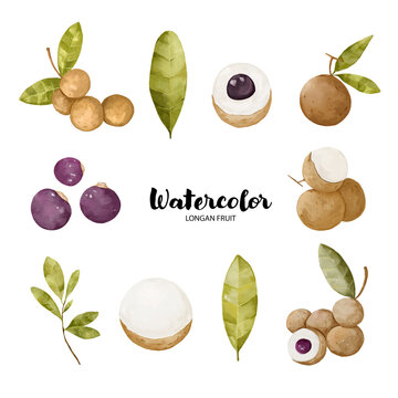 Watercolor Illustration of fresh longan fruit