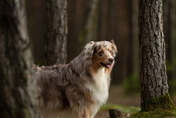 A beautiful red merle Australian Shepherd stands attentively among tall, moss-covered trees in a...