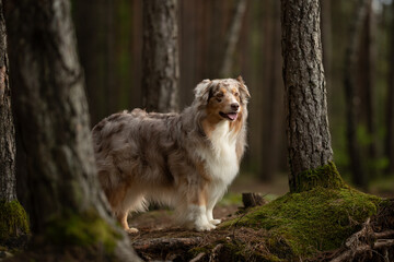 An Australian Shepherd with red merle fur stands among trees in a forest. Moss covers the tree roots and the dog's tongue is slightly out. The lighting suggests the time of day is during daytime