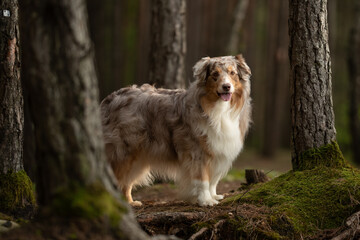 An Australian Shepherd with red merle fur and white markings stands on a mossy forest floor among trees. The dog is happy and panting gently in the muted light