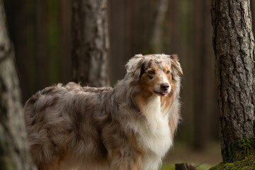 A beautiful red merle Australian shepherd with fluffy fur stands amongst the trees. The dog's tongue sticks out slightly as it poses in the late afternoon light