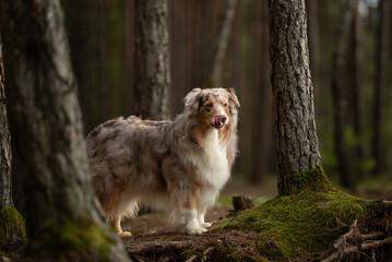 An Australian Shepherd with red merle fur stands in a wooded area. The dog looks towards the camera...