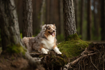 A red merle Australian shepherd dog lies down on moss-covered ground among tree roots in a dense...