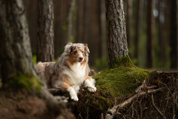 A beautiful red merle Australian Shepherd relaxes in a wooded area, lying down beside a tree covered in green moss. The dog looks to the right, enjoying the peaceful nature