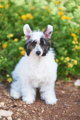 Portrait of a Chinese Crested puppy sitting in the park