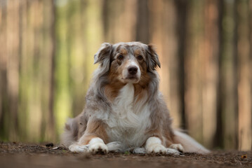 A fluffy red merle Australian shepherd lies down in a forest during the daytime. The dog is looking...