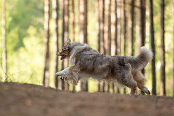 A red merle Australian Shepherd sprints across a wooded landscape. The dog is in motion with its fur flowing, showcasing its agility and athleticism. The setting suggests a playful outdoor activity