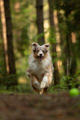 A Red Merle Australian Shepherd with fluffy fur is joyfully running towards the camera in a dense...