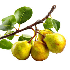 Studio Shot of Fresh Pears on a Branch with Leaves on a Black Background