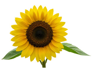Obraz premium Bright yellow sunflower with green leaves isolated on transparent background