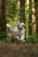 Obraz premium An energetic red merle Australian Shepherd is joyfully running through a green forest. The dog's fur is fluffy, and it appears to be enjoying its time outdoors during summer