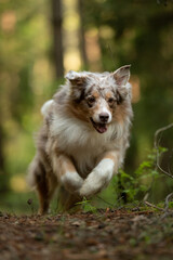 A red merle Australian shepherd runs with energy through a forest. The dog's fur is fluffy, and its front paws are visible as it moves across the forest floor